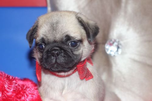 Pug Puppies for sale in 200 N Spring St, Los Angeles, CA 90012, USA. price: NA