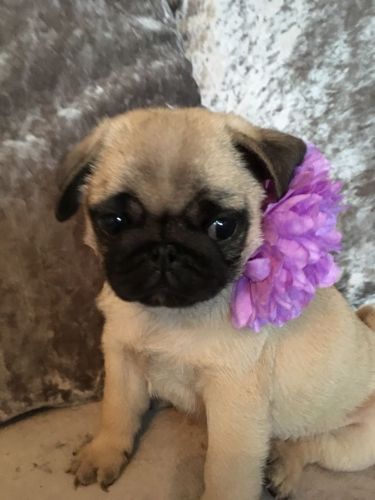 Pug Puppies for sale in 200 N Spring St, Los Angeles, CA 90012, USA. price: $300