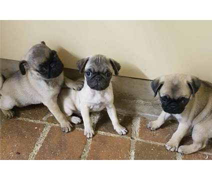 Pug Puppies for sale in New York, NY, USA. price: $400