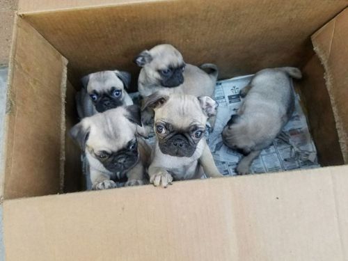 Pug Puppies for sale in Los Angeles County, CA, USA. price: NA