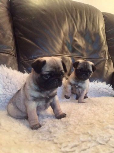 Pug Puppies for sale in Colorado Springs, CO, USA. price: $600