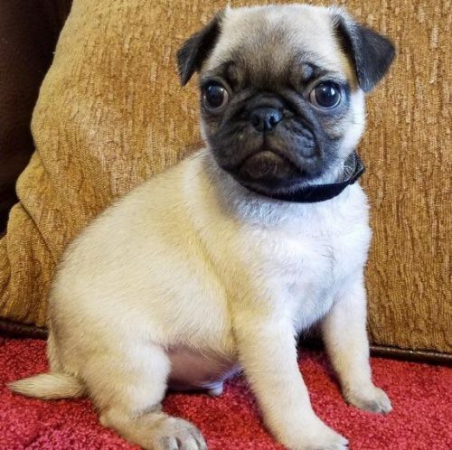 Pug Puppies for sale in Jacksonville, FL, USA. price: NA