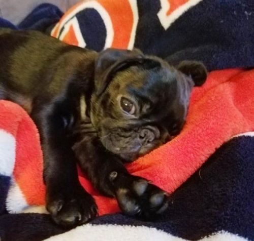 Beautiful Kc Registered Pugs