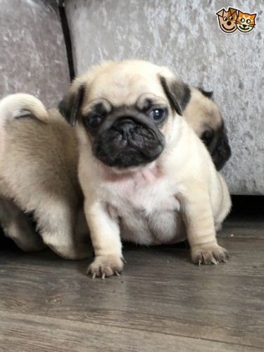 Cute and Adorable Pug Puppies