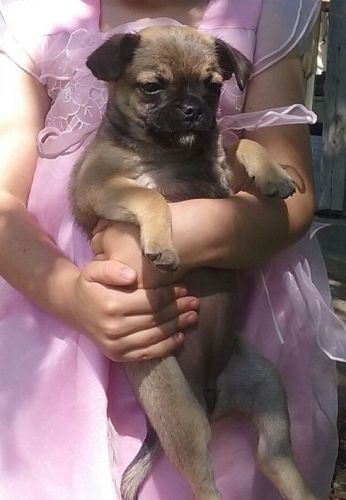 Pug Puppies for sale in Los Angeles, CA, USA. price: $350