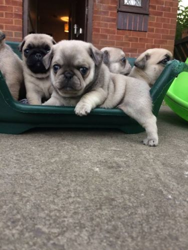 Beautiful Pure Pug Puppies Ready For Viewing