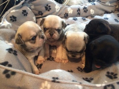 Pug Puppies for sale in Dallas, TX, USA. price: $350