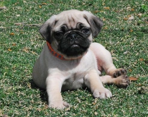 Sweet Pug puppies. Text (***) ***-***2