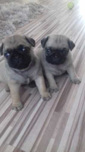 Gorgeous KC Reg Pugs