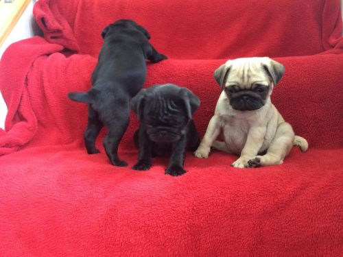 Stud Duties.. Kc Reg Beautiful Boy