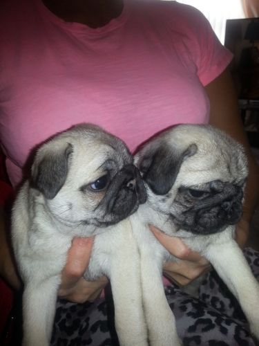 Pug Puppies for sale in Los Angeles, CA, USA. price: NA