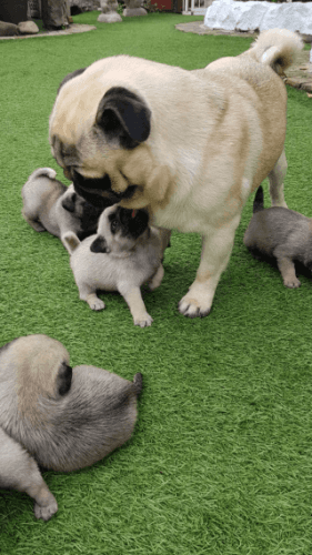 Pug Puppies for sale in Jacksonville, FL, USA. price: $400