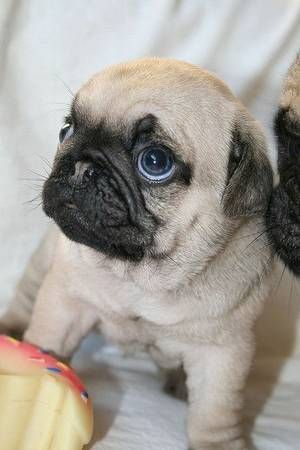 Mavelous Pug Puppies for home***