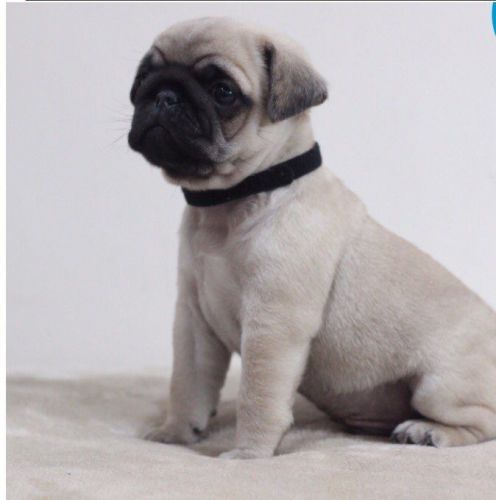 Ready Now Beautiful 100% Pure Pug Puppies