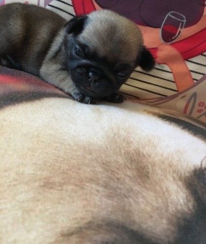 Pug Puppies for sale in Phoenix, AZ, USA. price: $430