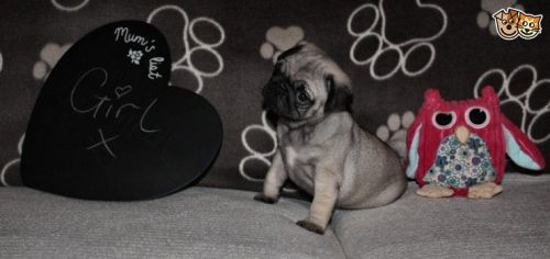 Stunning Kc Pug Puppies