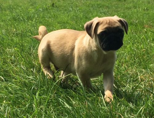 Kc Registered Pug Puppies