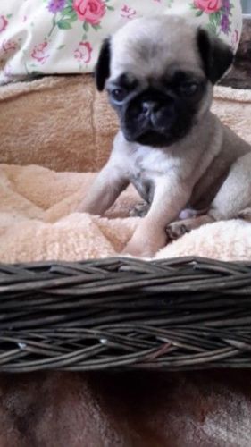 Pug Puppies for sale in California St, San Francisco, CA, USA. price: $400