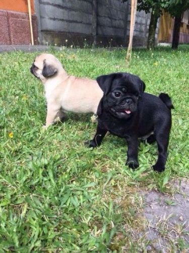 Pug Puppies