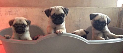 Ready Now ! Pedigree Pug Puppies