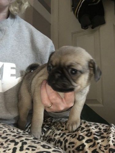 Pug Puppies for sale in Miami, FL, USA. price: $400