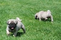 Pug Puppies for sale in New York, NY, USA. price: $300