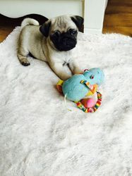 Stunning Pug Puppies 3 Boys &4 Girls Left