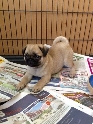 Pug Puppies for sale in Brooklyn Bridge, New York, NY, USA. price: $500