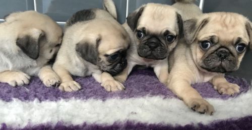Kc Pug Puppies (at) Poss (bb)