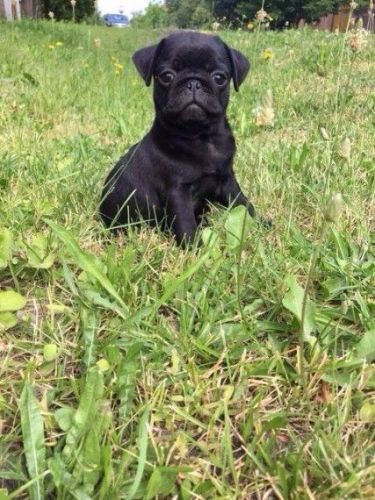 Kc Black Pug Puppie Girl.