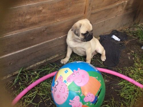 Fawn Pug Boy ( Kc Registered, White Gene Carrier)