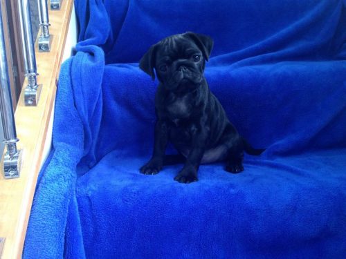 Kc Reg Platinum Boy Pup