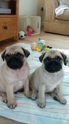 Fawn Pugs For Sale - Kc Registered
