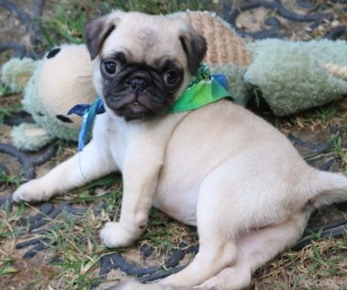 Pug Puppies for sale in El Paso, TX 79902, USA. price: NA