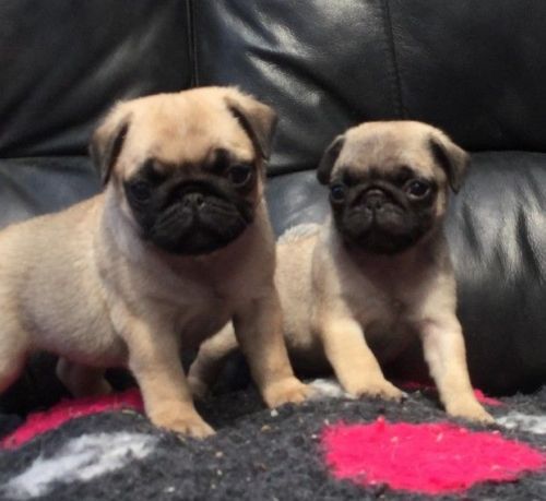Pug Puppies for sale in Phoenix, AZ, USA. price: $400