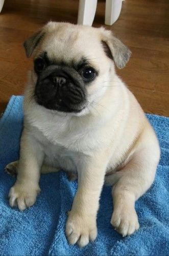Fawn Pug Boy ( Kc Registered, White Gene Carrier)