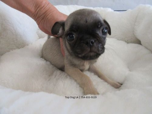 Pug Puppies for sale in Orange County, CA, USA. price: $1,075