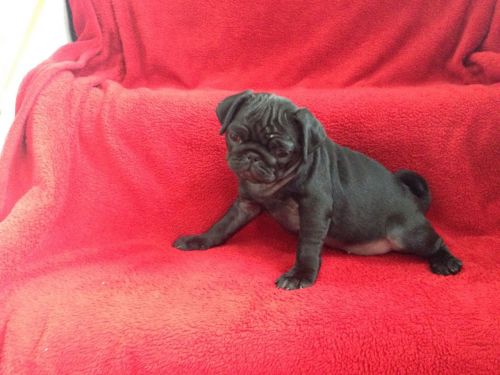 Pug Puppies for sale in Fernandina Beach, FL 32035, USA. price: $400