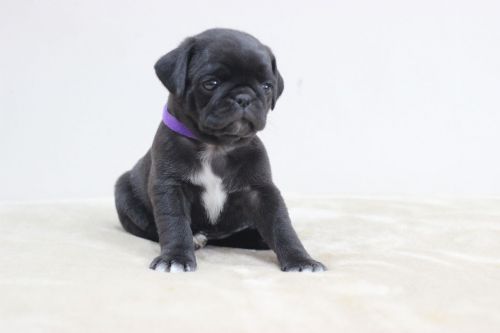 Pug Puppies