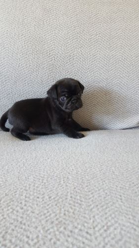 Pug Puppies for sale in Joint Base Andrews, MD 20762, USA. price: $400