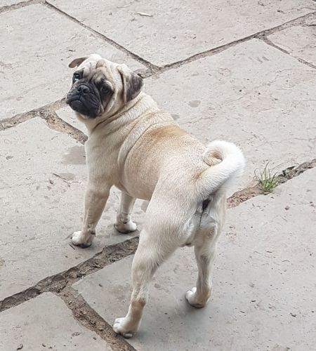 Pug Puppies for sale in Joint Base Andrews, MD 20762, USA. price: $400