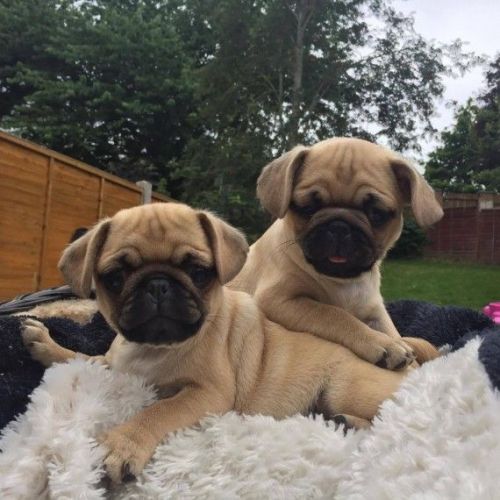 Cute Pug Puppies