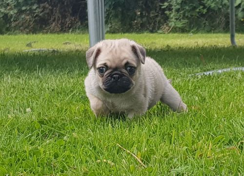 Two Stunning Pug Boys .. Kc Registered