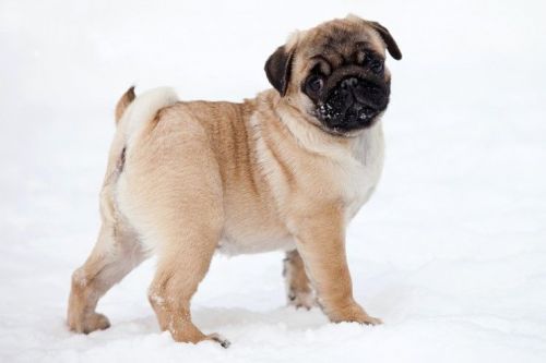 Pug Puppies for sale in Los Angeles River Greenway Trail, Los Angeles, CA 90031, USA. price: $500