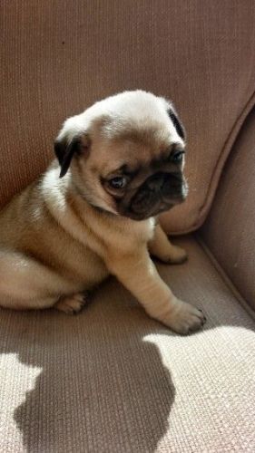 Chunky Kc Pug Boy Babies