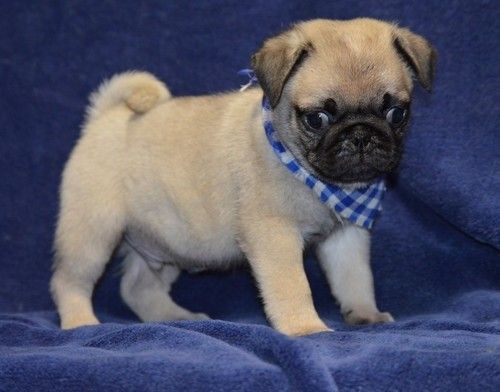 Pure Breed AKC Pug Bulldog Puppies