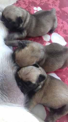 Fawn Pug Puppy - Kc Reg- Stunning Little Guys For Sale