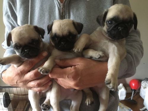 Pug Puppies for sale in Charlotte Hall, MD 20622, USA. price: $400
