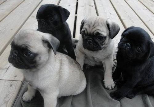 Charming pug Puppies Available\call(***) ***-***8