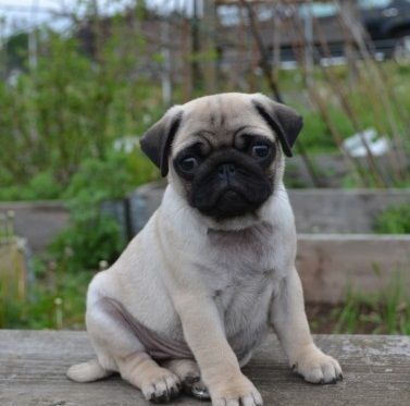 Pug Puppies